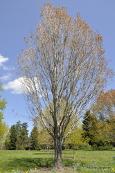 Acer freemanii 'Armstrong' — photo 5